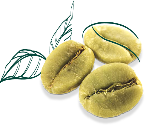 Granos de café verde